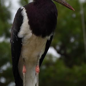 Abdim's stork - Parco Faunistico le Cornelle