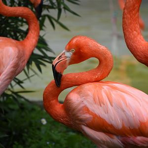 American flamingo - Parco Faunistico le Cornelle