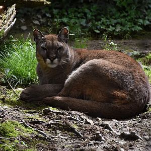Cougar - Parco Faunistico le Cornelle
