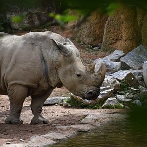 Southern white rhinoceros - Parco Faunistico le Cornelle