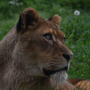 African lion - Parco Faunistico le Cornelle