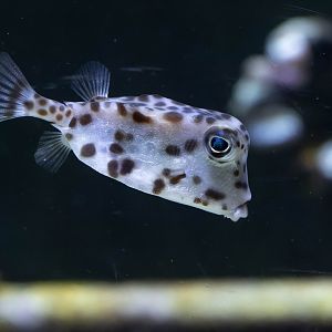Boxfish ID - Aquarium de Paris
