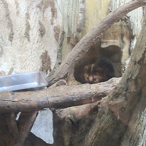 Taiwan Ferret-Badger (Melogale subaurantiaca)
