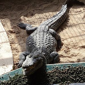 Meeresaquarium Zella-Mehlis: Crocodylus siamensis