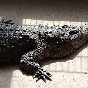 Meeresaquarium Zella-Mehlis: Crocodylus palustris