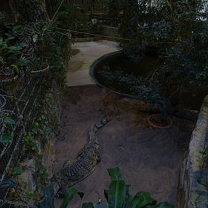 Meeresaquarium Zella-Mehlis: Nile crocodile enclosure