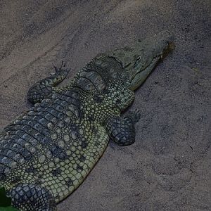 Meeresaquarium Zella-Mehlis: Crocodylus niloticus