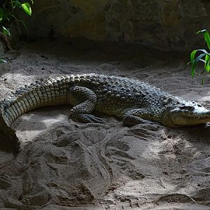Meeresaquarium Zella-Mehlis: Hybrid C. niloticus x C. intermedius