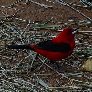 Tropical House - Brazilian tanager (Ramphocelus bresilia)