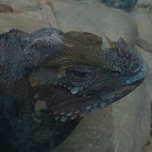 Tropical House - Hispaniolan rhinoceros iguana (Cyclura cornuta cornuta)