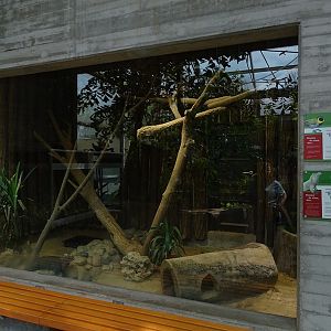 Tropical House - Rhinoceros iguana / Cuban grassquit enclosure