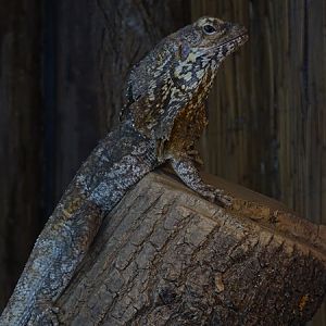 Tropical House - Frill-necked lizard (Chlamydosaurus kingii)