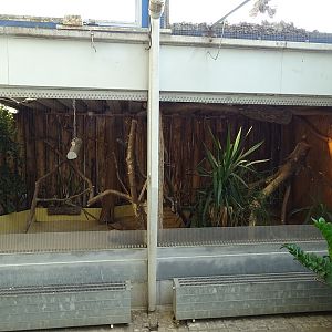 Tropical House - Frill-necked lizard enclosure
