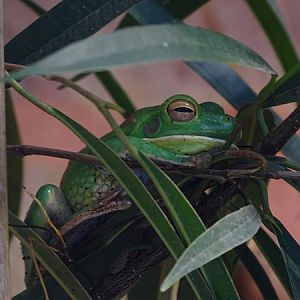Tropical House - White-lipped tree frog (Nyctimystes infrafrenatus)