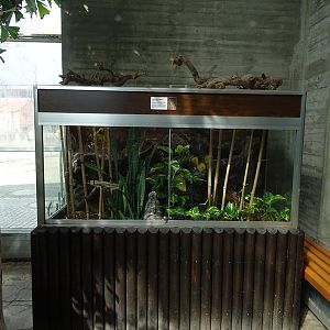 Tropical House - Standings day gecko terrarium