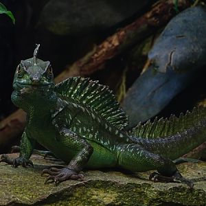 Tropical House - Green basilisk (Basiliscus plumifrons)