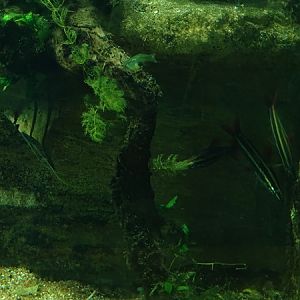 Tropical House - Anostomus anostomus & Pterophyllum scalare