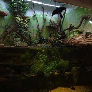 Tropical House - Paludarium