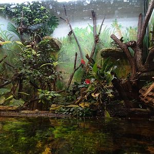 Tropical House - Paludarium