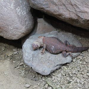 Unidentified Uromastyx