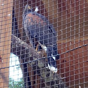 Harris's Hawk  - Greenville Zoo