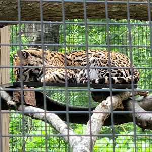 Ocelot  - Greenville Zoo