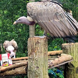 Ruppell's Griffon Vulture-Greenville Zoo