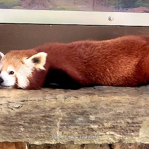 Red Panda  - Greenville Zoo
