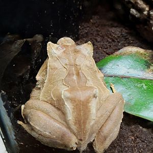 Solomon Islands Leaf Frog  - Greenville Zoo