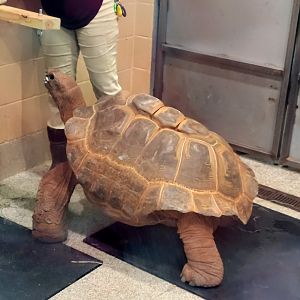 Aldabra Giant Tortoise-Greenville Zoo