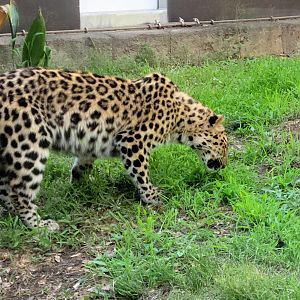 Amur Leopard-Greenville Zoo
