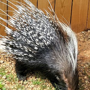 Cape Porcupine-Greenville Zoo