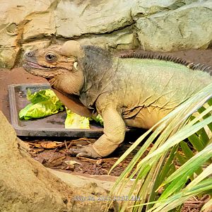 Rhinoceros Iguana-Greenville Zoo