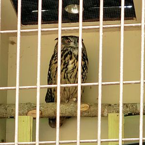 Eurasian Eagle Owl-Greenville Zoo