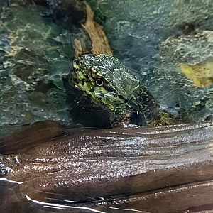 Chinese Crocodile Lizard-Greenville Zoo