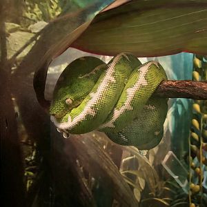 Amazon Basin Emerald Tree Boa-Greenville Zoo
