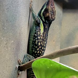 Oriente Knight Anole-Greenville Zoo