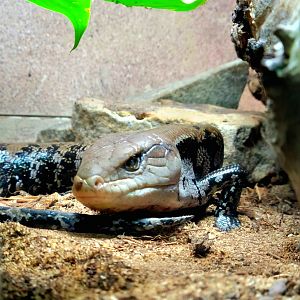 Blue-Tongued Skink  - Greenville Zoo