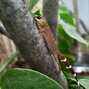 The Gecko Gallery - Australian Chameleon Gecko (Carphodactylus laevis)