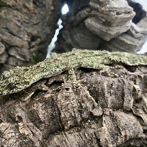 The Gecko Gallery - Kate's Leaf-Tailed Gecko (Saltuarius kateae)