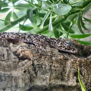 The Gecko Gallery - Mount Elliot Leaf-Tailed Gecko (Phyllurus amnicola)