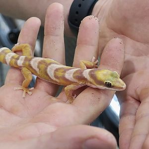 The Gecko Gallery - Northern Velvet Gecko (Oedura castelnaui)