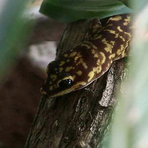 The Gecko Gallery - Western Marbled Velvet Gecko (Oedura fimbria)