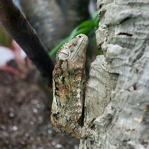The Gecko Gallery - Néhoué River Mossy Gecko (Mniarogekko jalu)