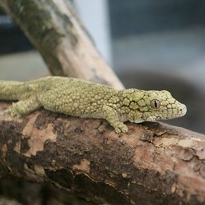 The Gecko Gallery - Western Chameleon Gecko (Eurydactylodes occidentalis)