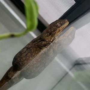 The Gecko Gallery - Wahlberg's Velvet Gecko (Homopholis wahlbergii)