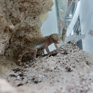 The Gecko Gallery - Doria's Comb-Fingered Gecko (Stenodactylus doriae)