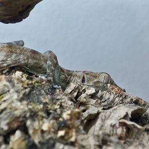 The Gecko Gallery - Dhofar Fan-Toed Gecko (Ptyodactylus dhofarensis)