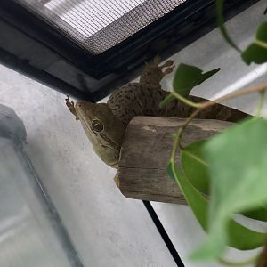 The Gecko Gallery - Hispaniolan Giant Gecko (Aristelliger lar)