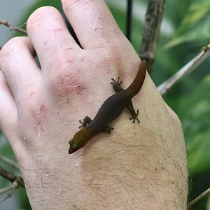 The Gecko Gallery - Barbour's Least Gecko (Sphaerodactylus torrei) male
